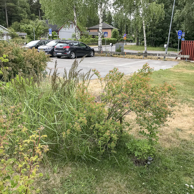 dungen, spirea dungen, spirea