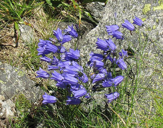 Dzwonek drobny (Campanula cochleariifolia Lam.). Dzwonek drobny (Campanula cochleariifolia Lam.).