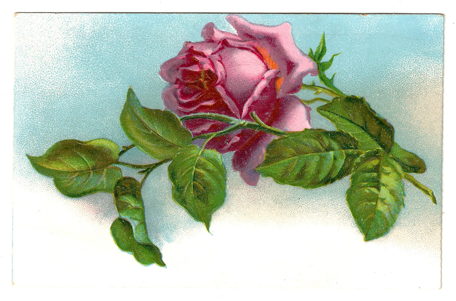 Antique Images Free Pink Rose Graphic Vintage Pink Rose on Postcard