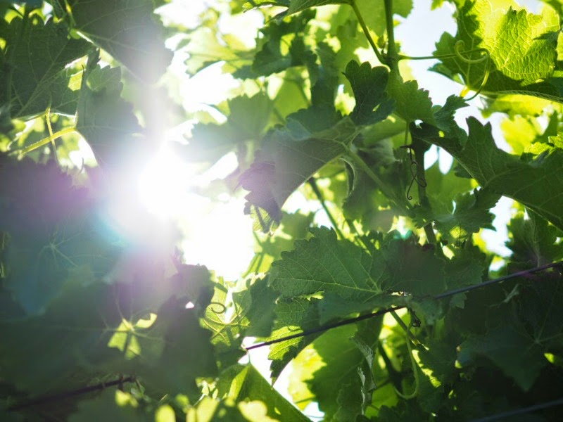 vines, vineyard, sunlight