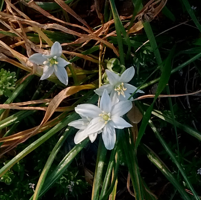 Ornithogalum umbellatum, star of Bethlehem, invasive exotic in the U.S. (not to be confused with native North American wildflower, Claytonia virginica, a.k.a. spring beauty)