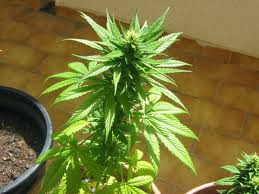 planta de maconha manga rosa cultivo caseiro de maconha