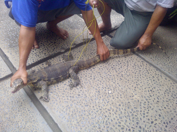 My Precious 212 Moment Ada BIAWAK masuk ke rumah gw