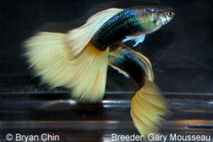Half Black Yellow Half Black Yellow