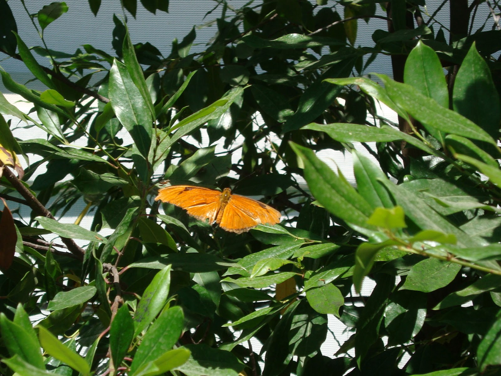Highway Runner BUTTERFLY GARDEN, SANTA BARBARA, CA