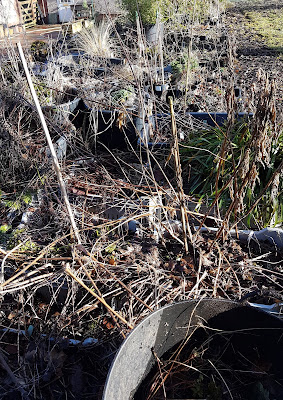 troughs and pots in the back garden cut back, tidied and mulched with compost troughs and pots in the back garden cut back, tidied and mulched with compost