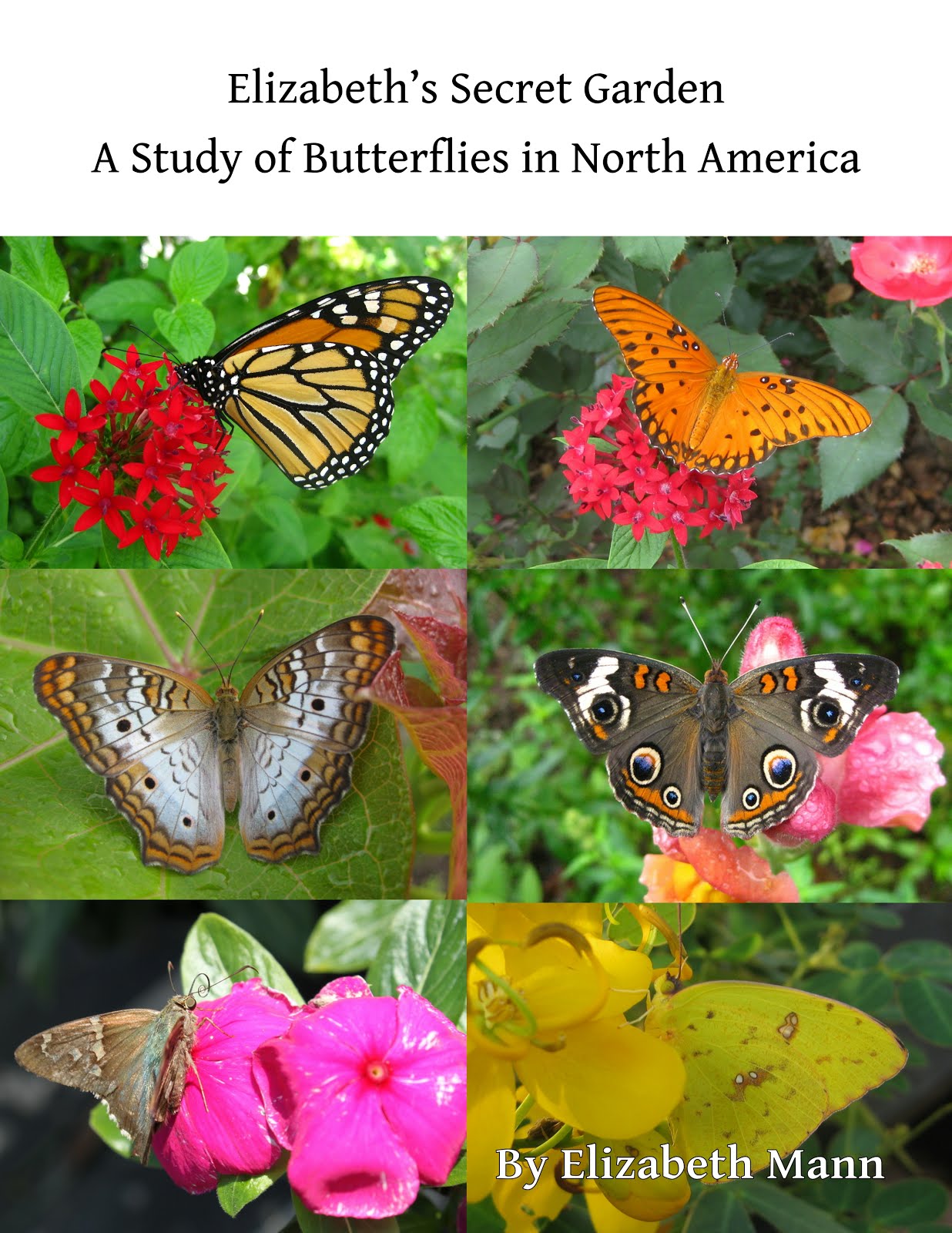 Click to Buy My Book on Butterflies