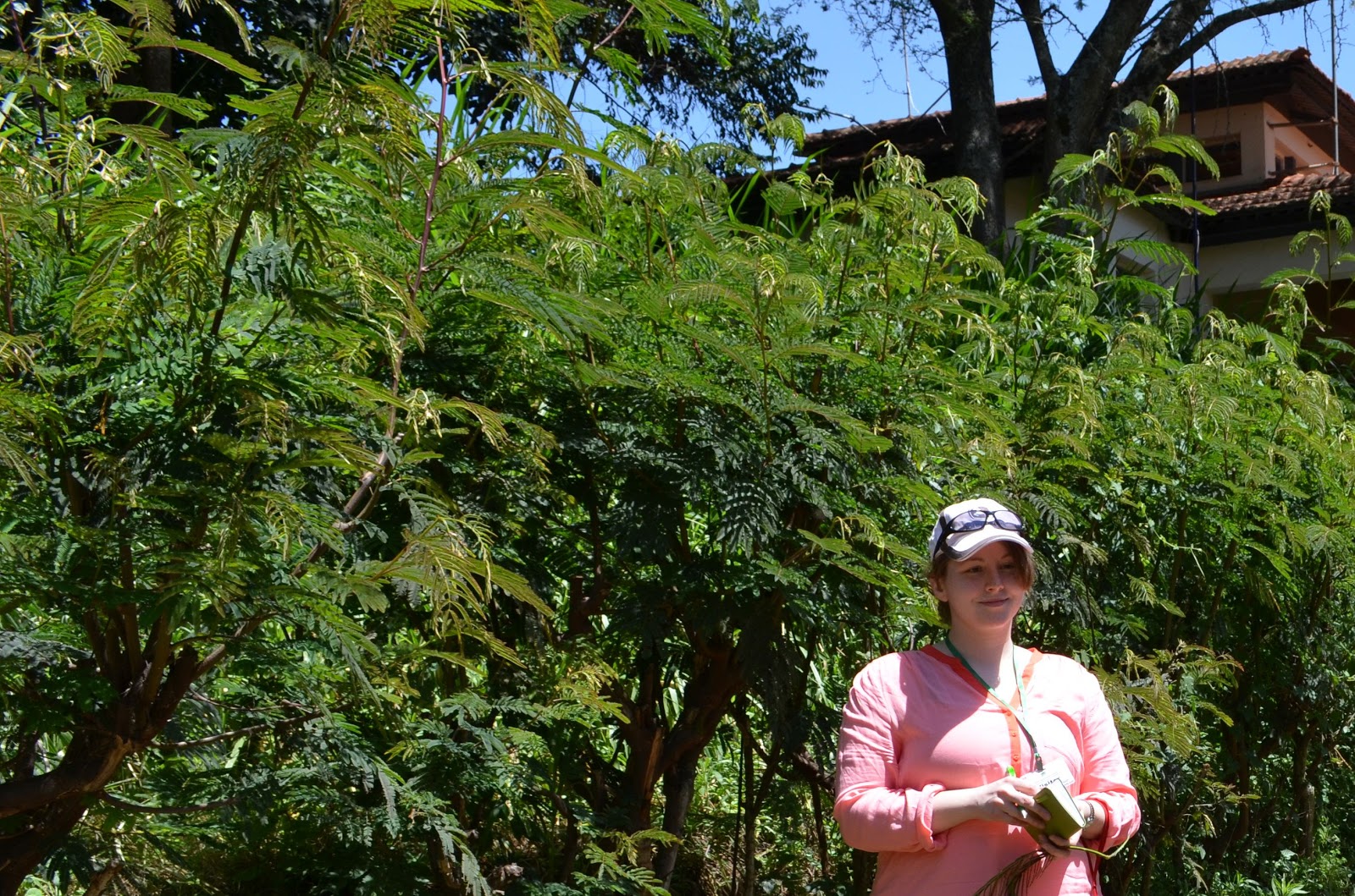Farmers Helping Farmers Kenya 2012 Calliandra A Protein Source For 