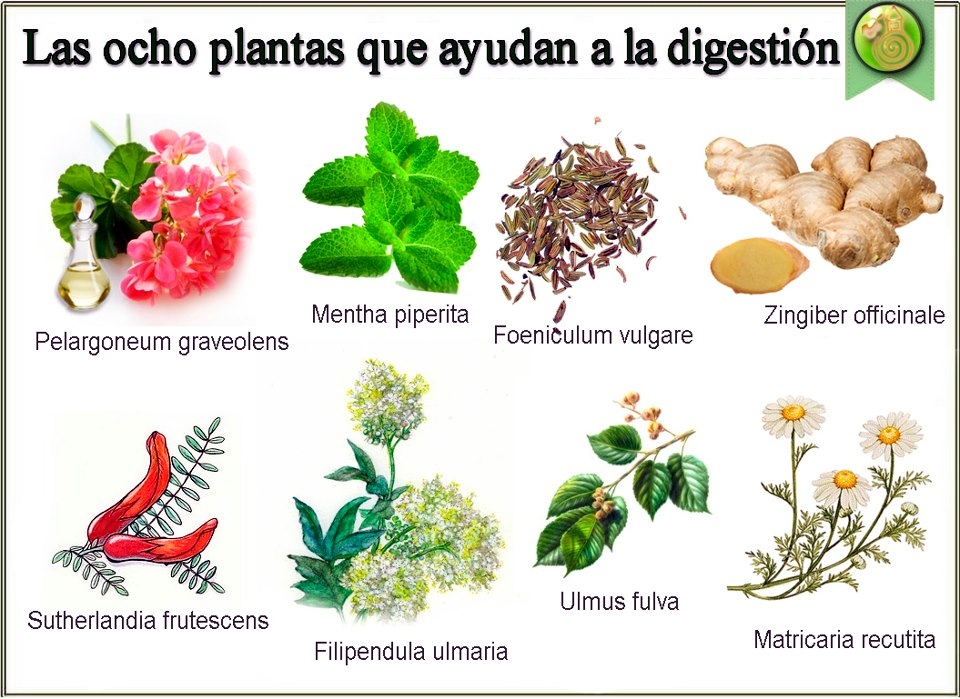¡Por supuesto! Aquí tienes un artículo completo sobre plantas que ayudan a mejorar la digestión, con aproximadamente 1200 palabras.