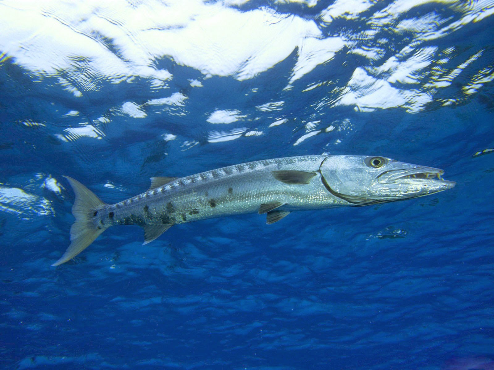 AVEEK- Blogs: Great barracuda
