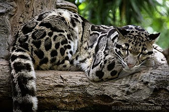 MACAN TUTUL SUNDA (sunda clouded leopard)
