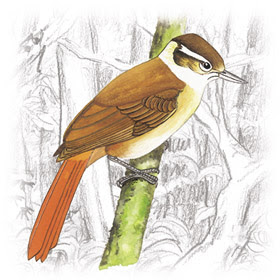 Pássaro Trepador-Coleira (Anabazenops fuscus)