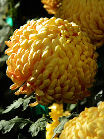 Yellow incurve mum at Allan Gardens Conservatory 2015 Chrysanthemum Show by garden muses-not another Toronto gardening blog