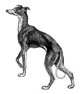 antique illustration Italian Greyhound image dog greyhound clip art illustration artwork image digital