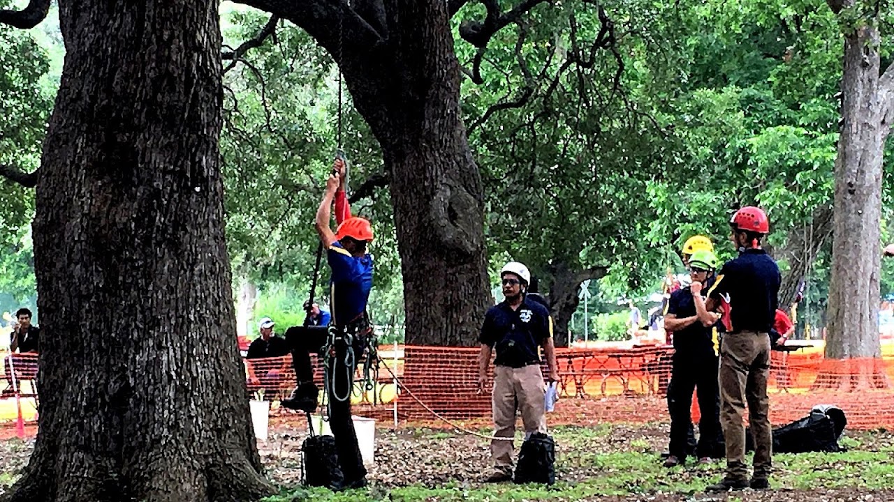 Arborist Forest Tree Service Tree Choices