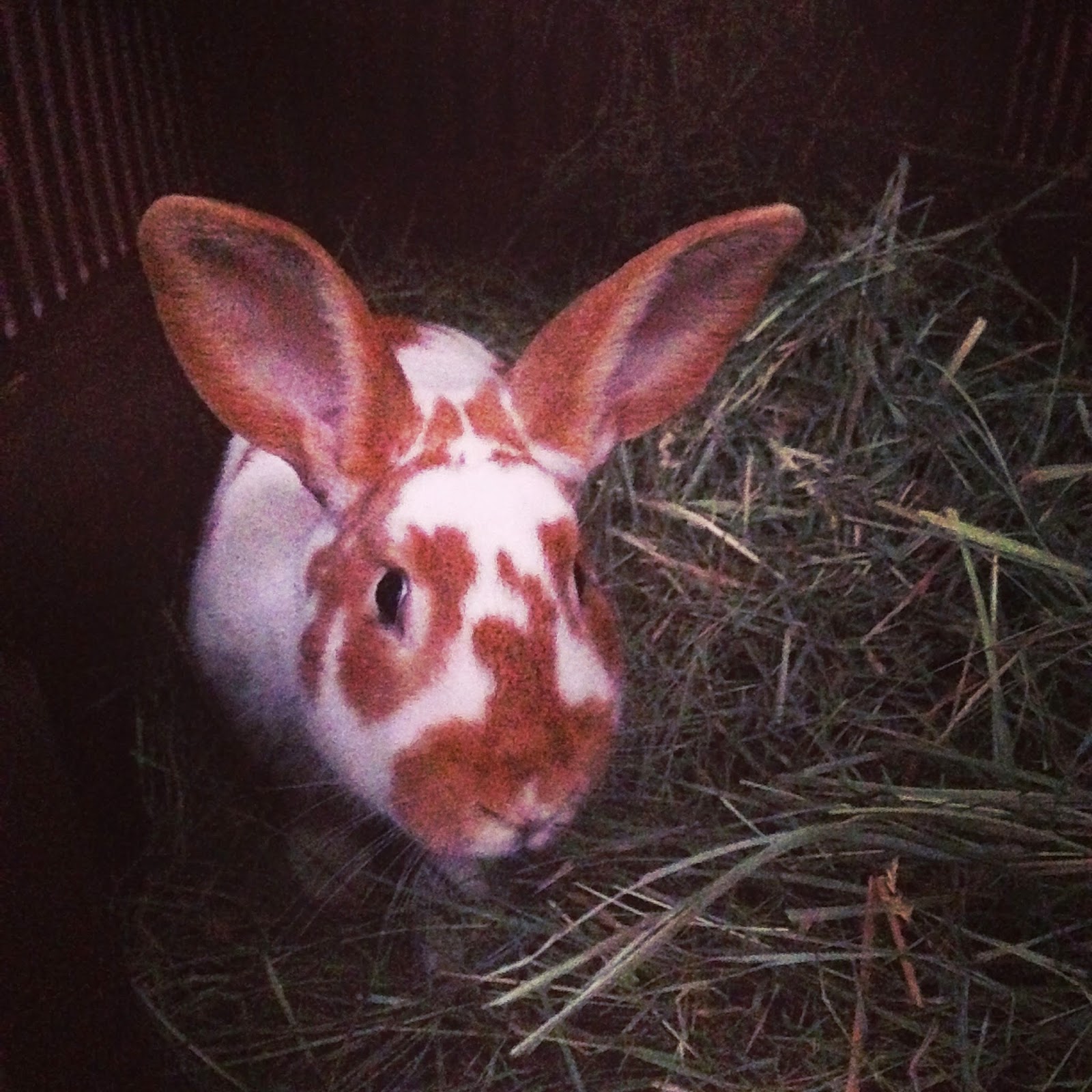 The High Desert Homestead TREATING EAR MITES IN OUR MEAT RABBITS.