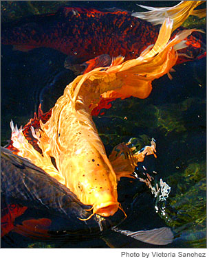 butterfly-koi.jpg