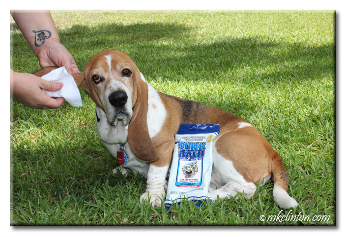 Bentley Basset getting his ears wiped with Quick Bath wipes