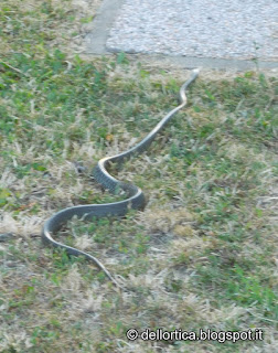 COLUBRO DI ESCULAPIO fauna selvatica nel giardino visitabile della fattoria didattica dell ortica a Savigno Valsamoggia Bologna vicino Zocca in Appennino