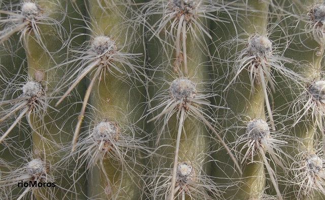 CABEZA DE VIEJO Cephalocereus senilis cactus senil