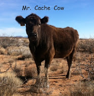Mr. Cache Cow