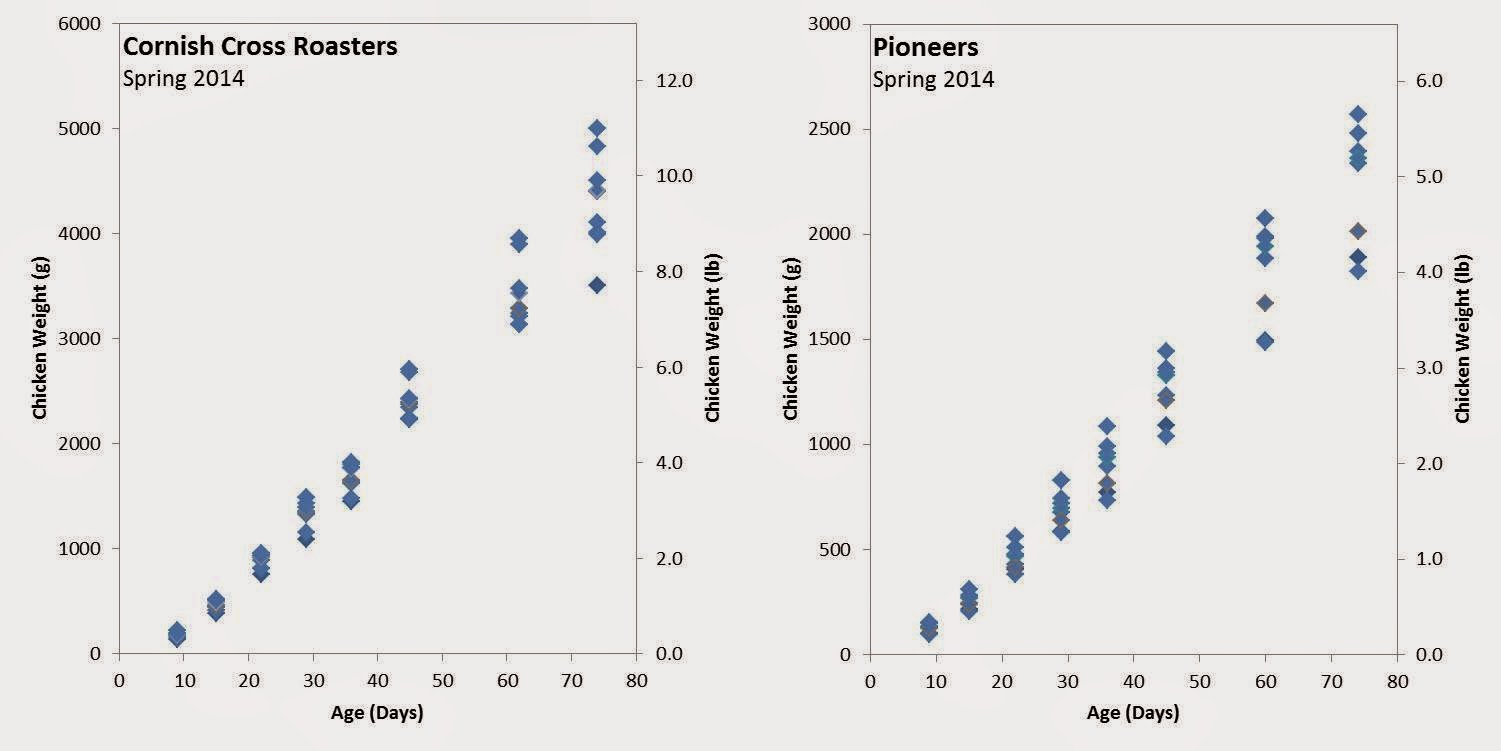 Flemish Giant Growth Chart