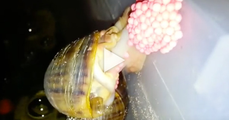 Have you ever seen a snail laying her eggs? Such a fascinating creature.