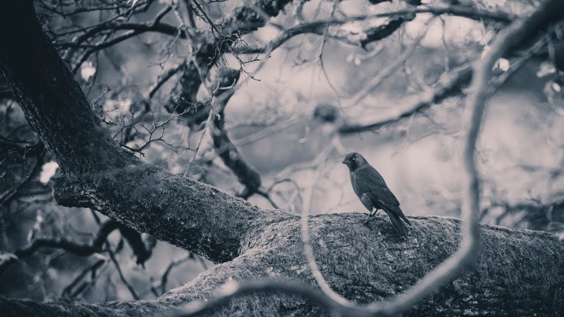 Crow on Branch
