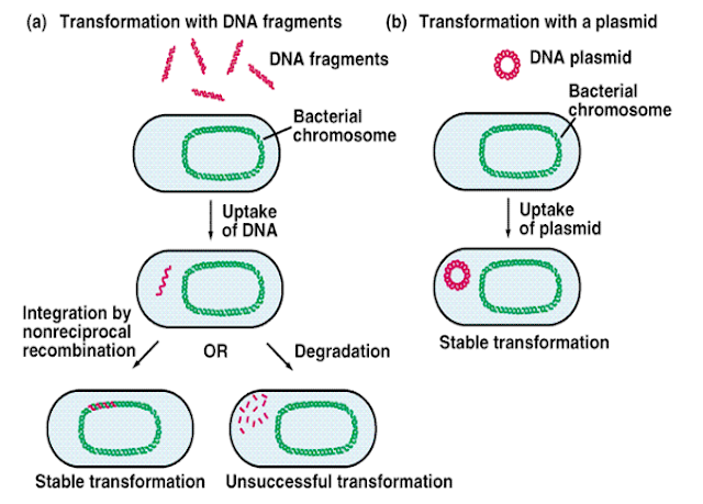 Bakteri Sebagai Contoh Organisme Prokariotik; Ciriciri