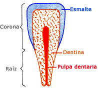 Diente Partes del diente