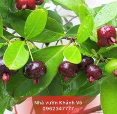 Lợi ích khi tự trồng và chăm sóc cây cherry - 2