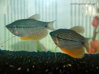 Ikan Sepat Trichogaster Biota Dunia Perairan