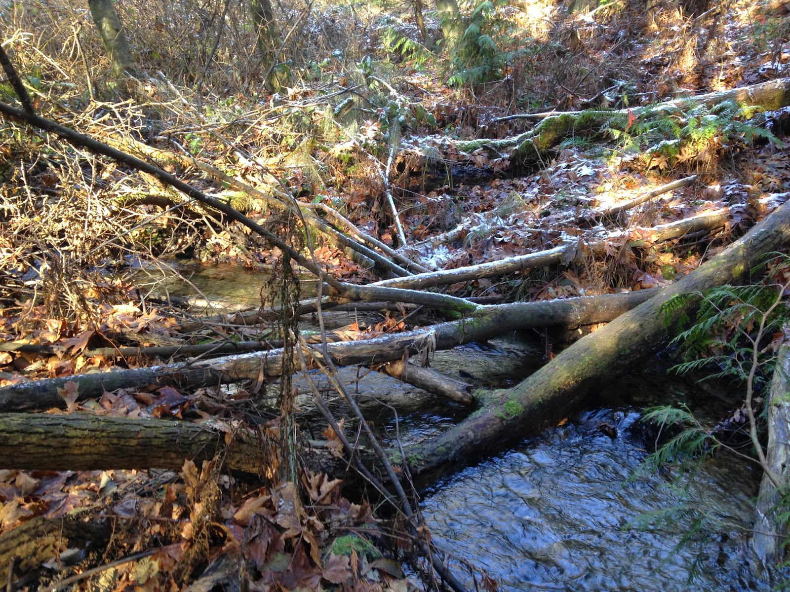 Observe Ravenna Park Walking Tour of Ravenna Park