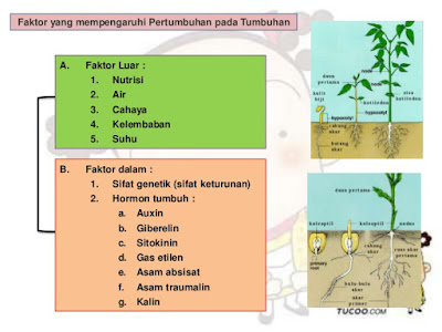 Materi IPA Faktor Yang Mempengaruhi Pertumbuhan dan Perkembangan