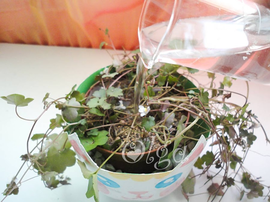 maceta gato - flower cat - pintura pizarra chalk paint 