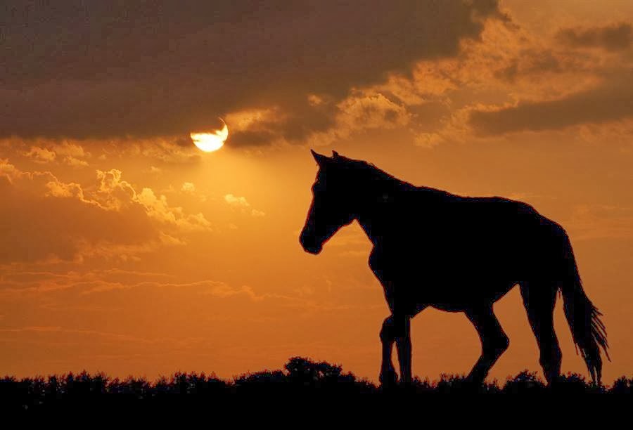 Темная лошадь. Лошадь ночью. Конь в поле ночью. Лошадь в темноте. Лошади в ночном.