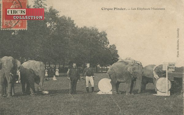 les éléphants du Cirque Pinder dans un pré a coté du cirque 