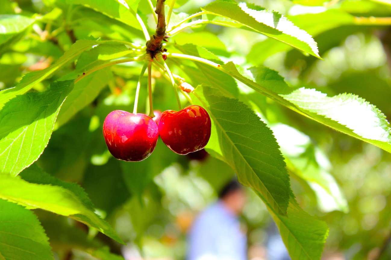 SPCookieQueen Cherry UPick Farms in the SF Bay Area & Brandied Cherries