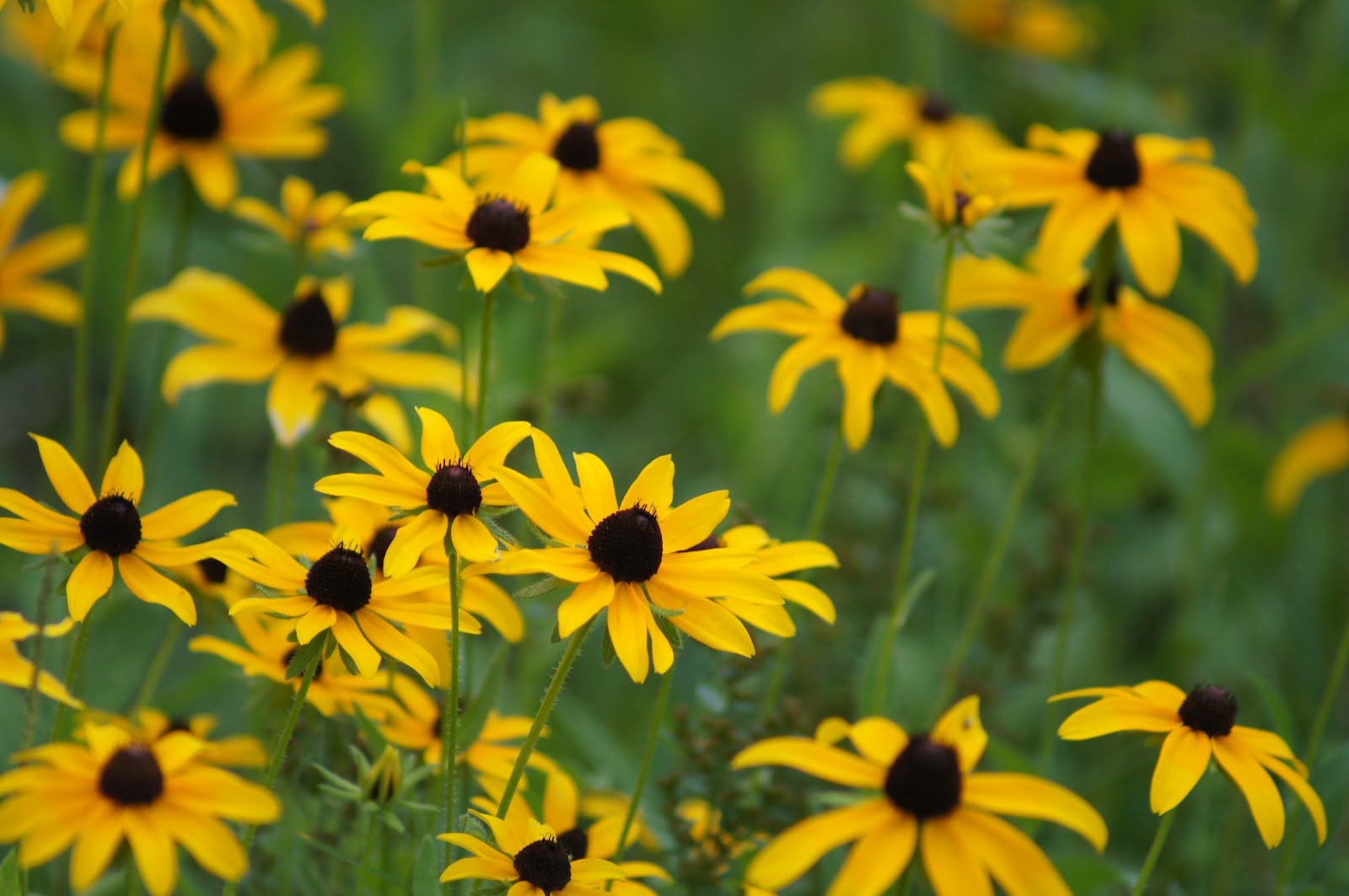Things with Wings Massachusetts Audubon Waseeka Wildlife Sanctuary