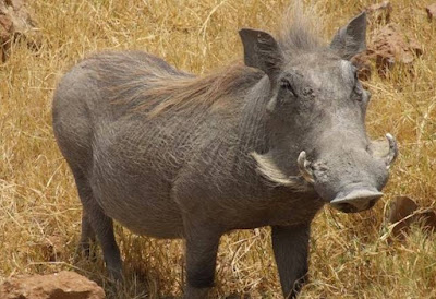Warthog - animal beginning with letter w Warthog - animal beginning with letter w