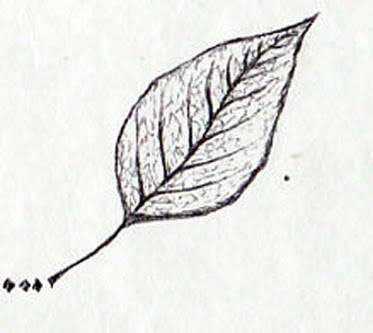 ف ن الر س م رسم ورقة وردة ورقة الأشجار بطريقة مبتكرة و بسيطة
