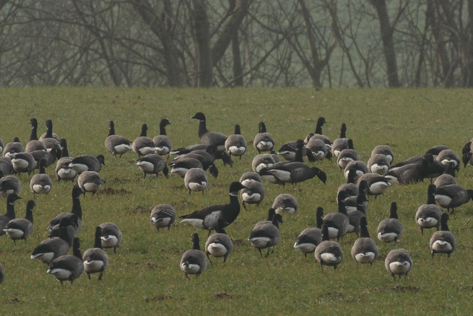 Holkham National Nature Reserve The arrival of a new English goose