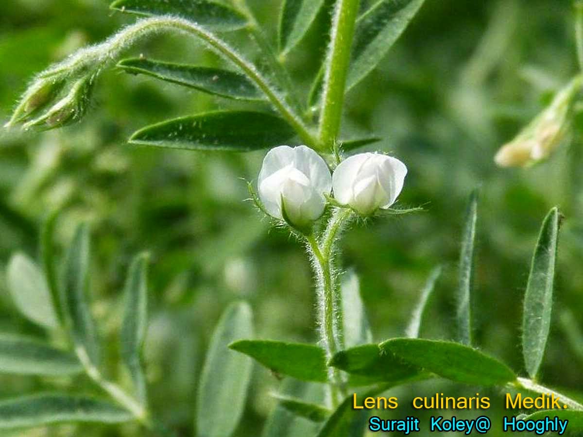 Medicinal Plants: Lens culinaris