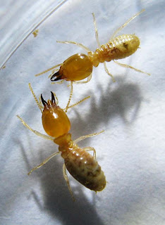 Soldiers of a small Odontotermes termite species