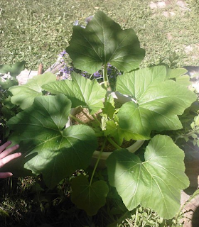 thriving crookneck squash in container