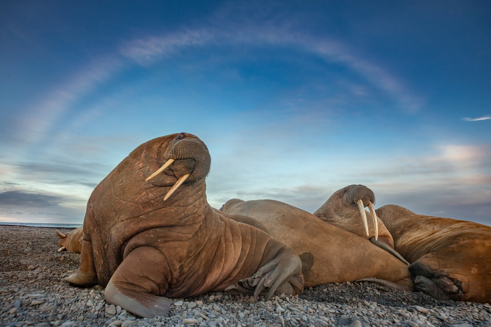 Лучшие фотографии читателей National Geographic Россия-2017