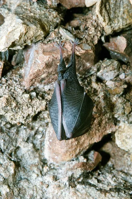 A lesser horseshoe bat photo copyright Devon Wildlife Trust