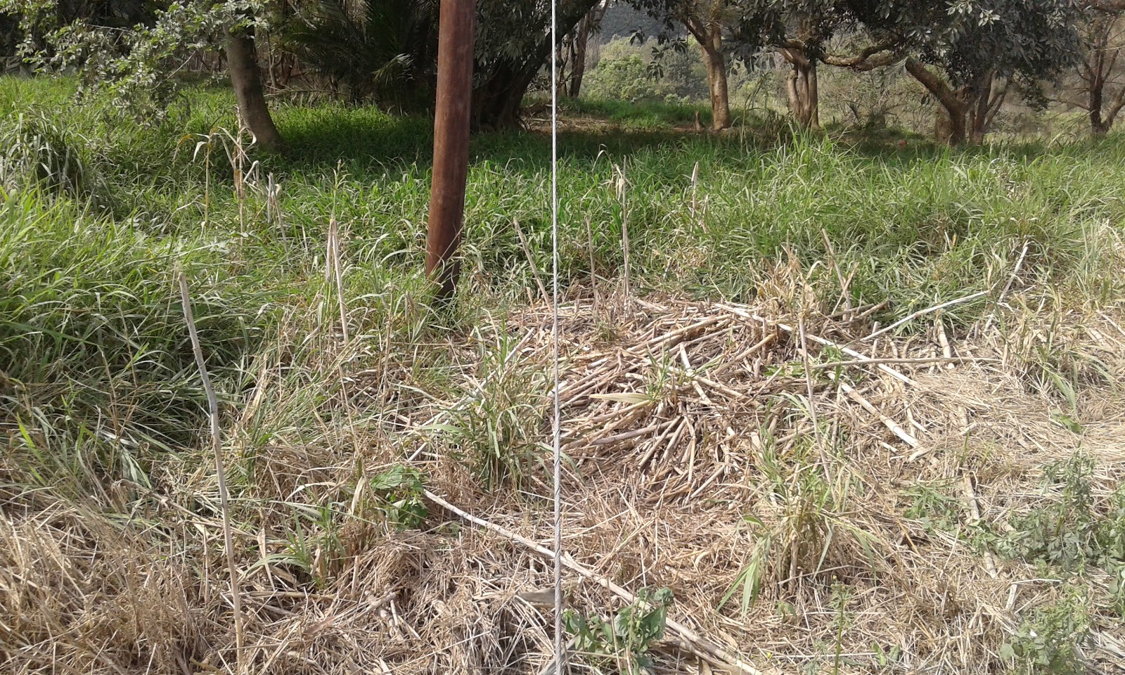 Hlengiwe Luthuli Environmental Management Alien Invasive Giant Reed