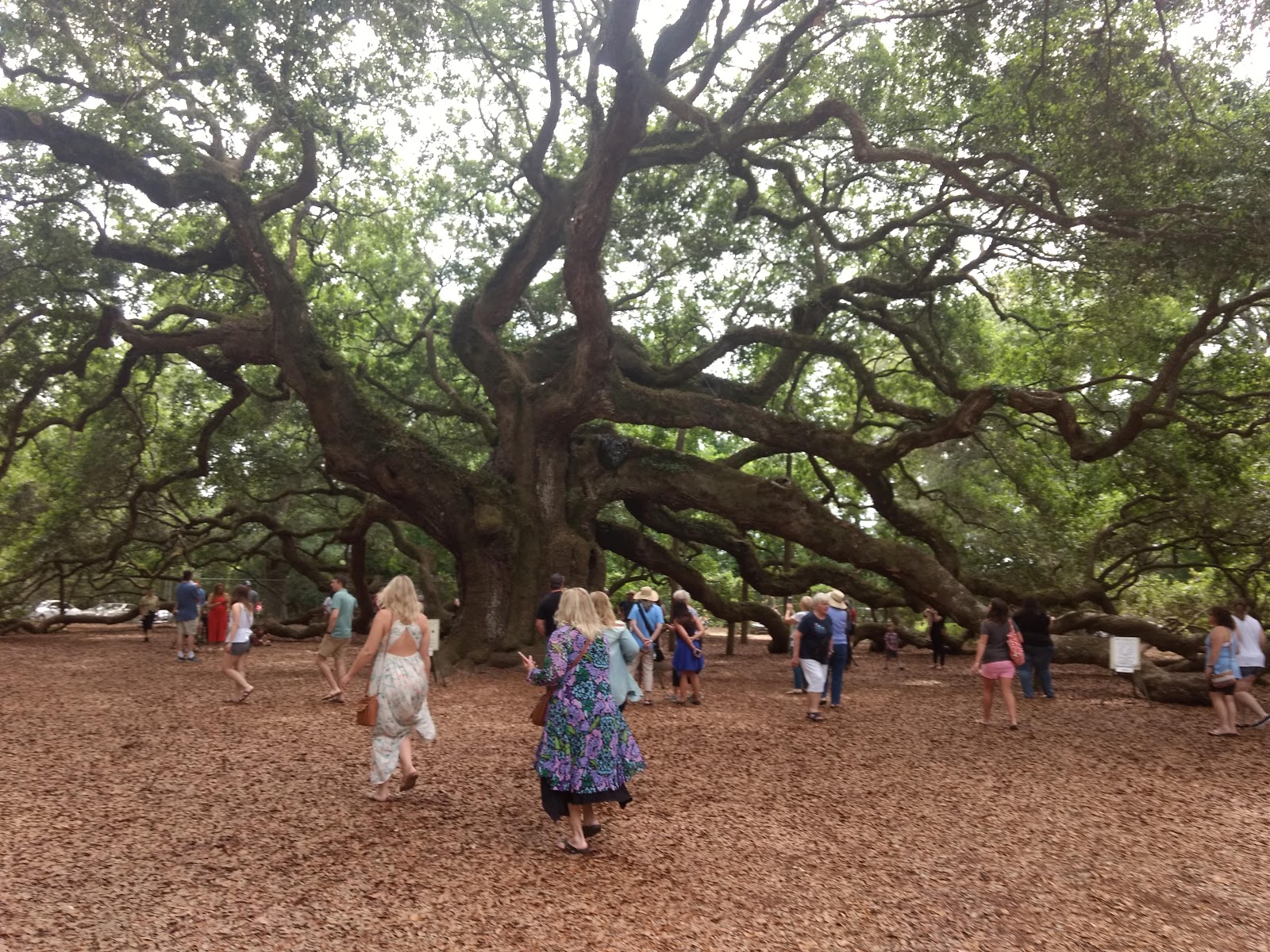 greenmon's folly May 6 Angel Oak Tree