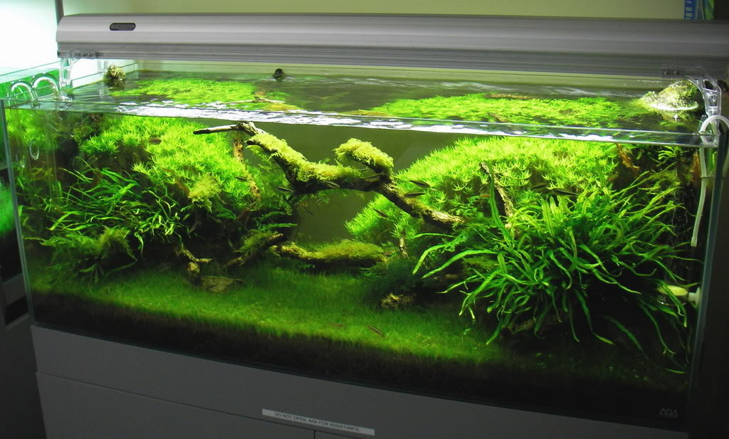 Easy Growing Aquarium Plant Seeds Decoration Water Grass